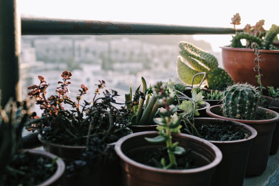 A collection of potted succulents and cacti on a small terrace balcony with a metal railing in the foreground. The pots contain various types of cacti, including round, spiny ones and elongated, flesh